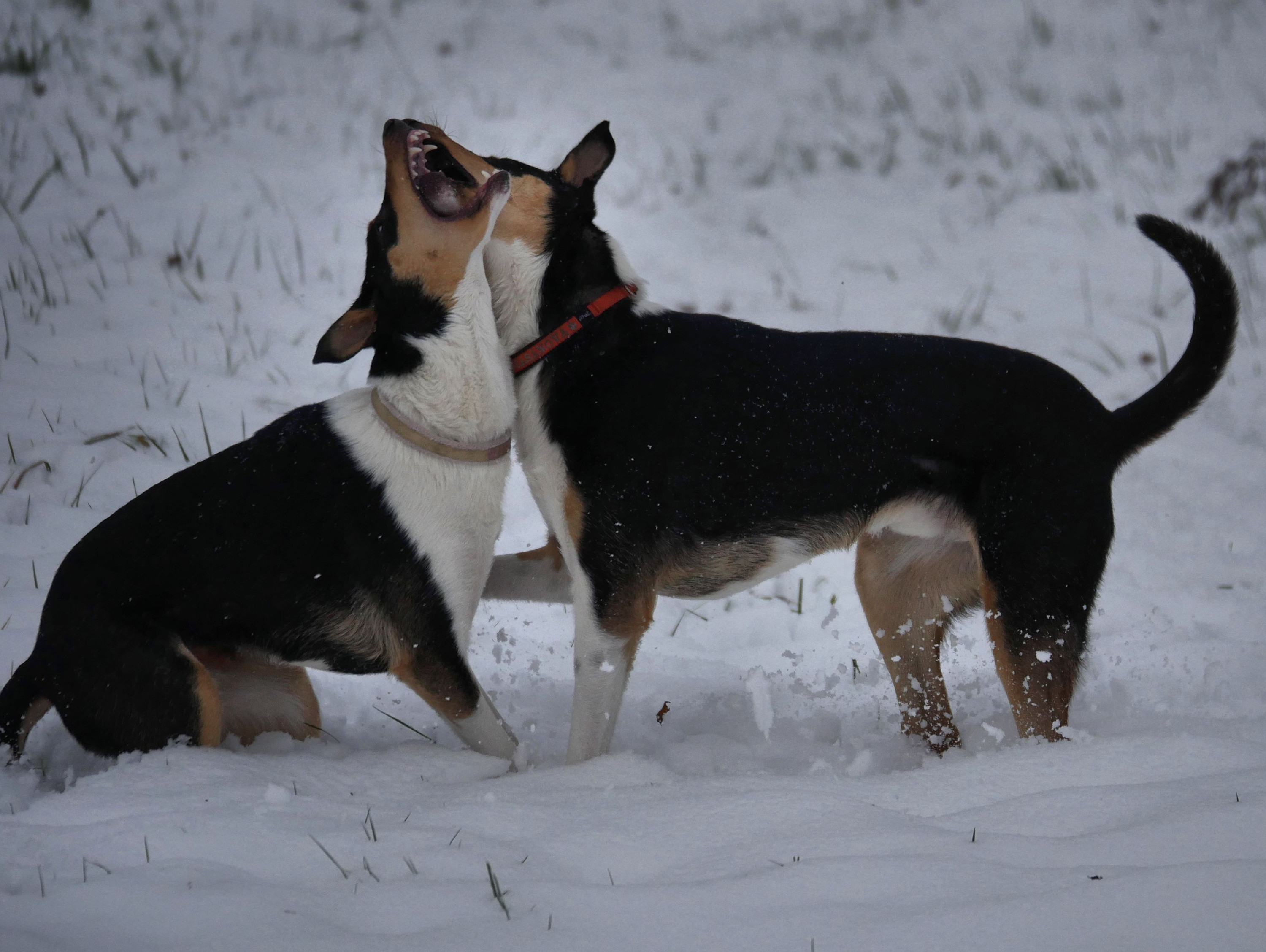 im Schnee