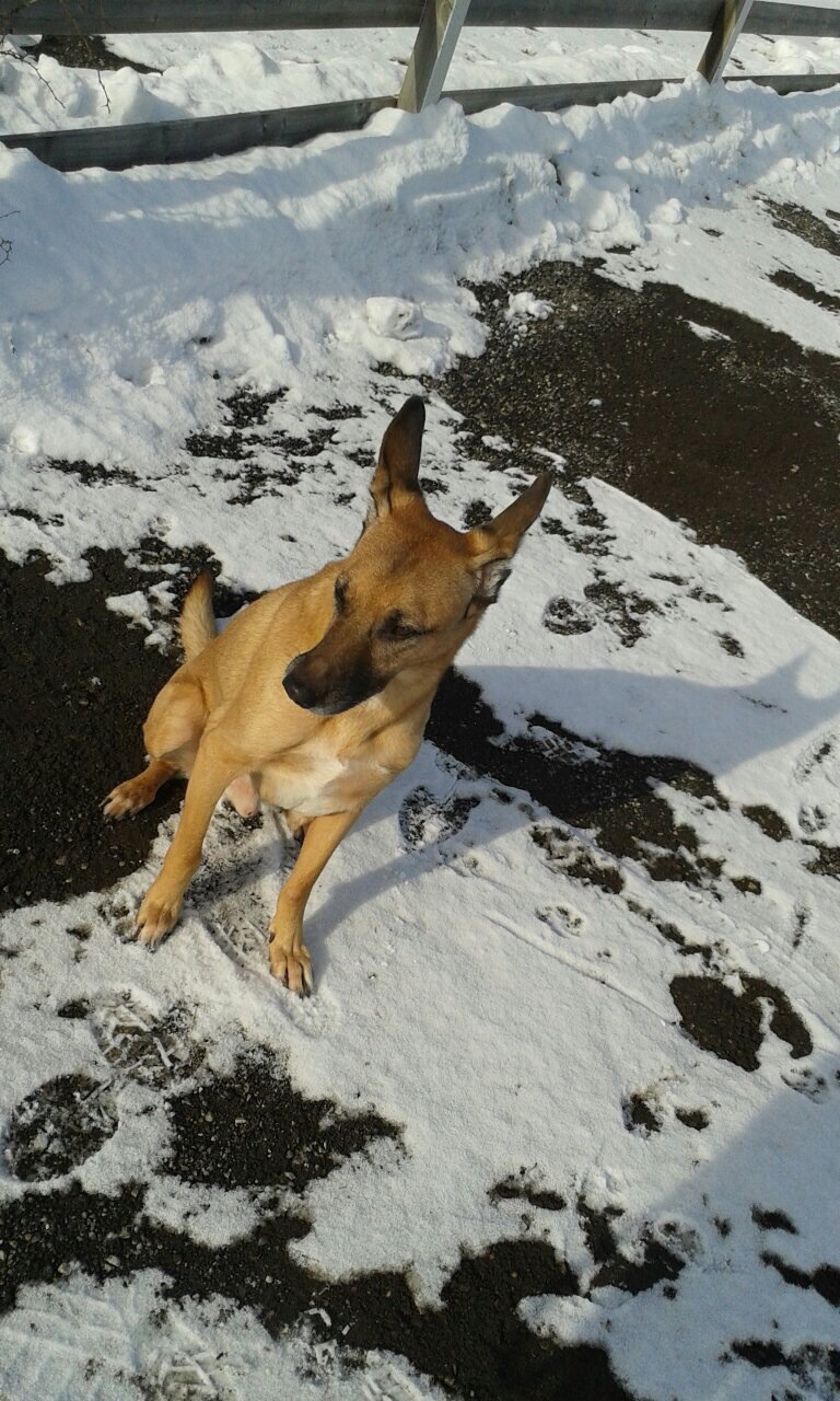 N Spanier im Schnee - er findet Winter einfach doof ;D