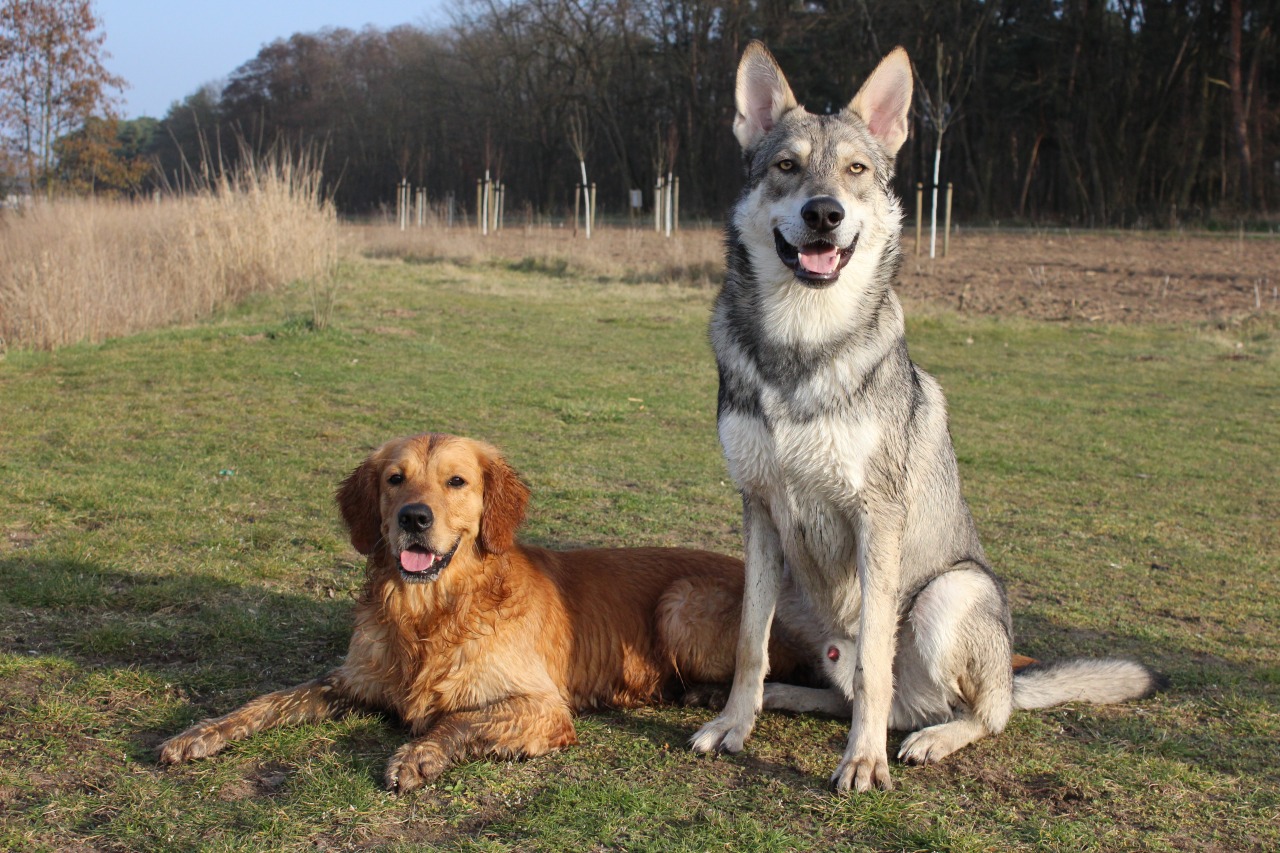 Askan und Mylo