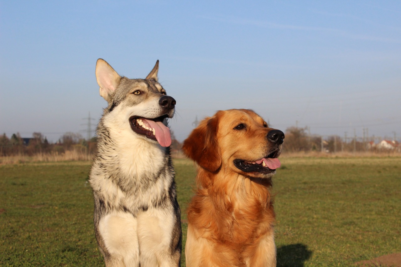 Askan und Mylo