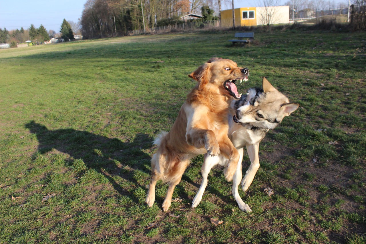 Askan und Mylo - Raufen!