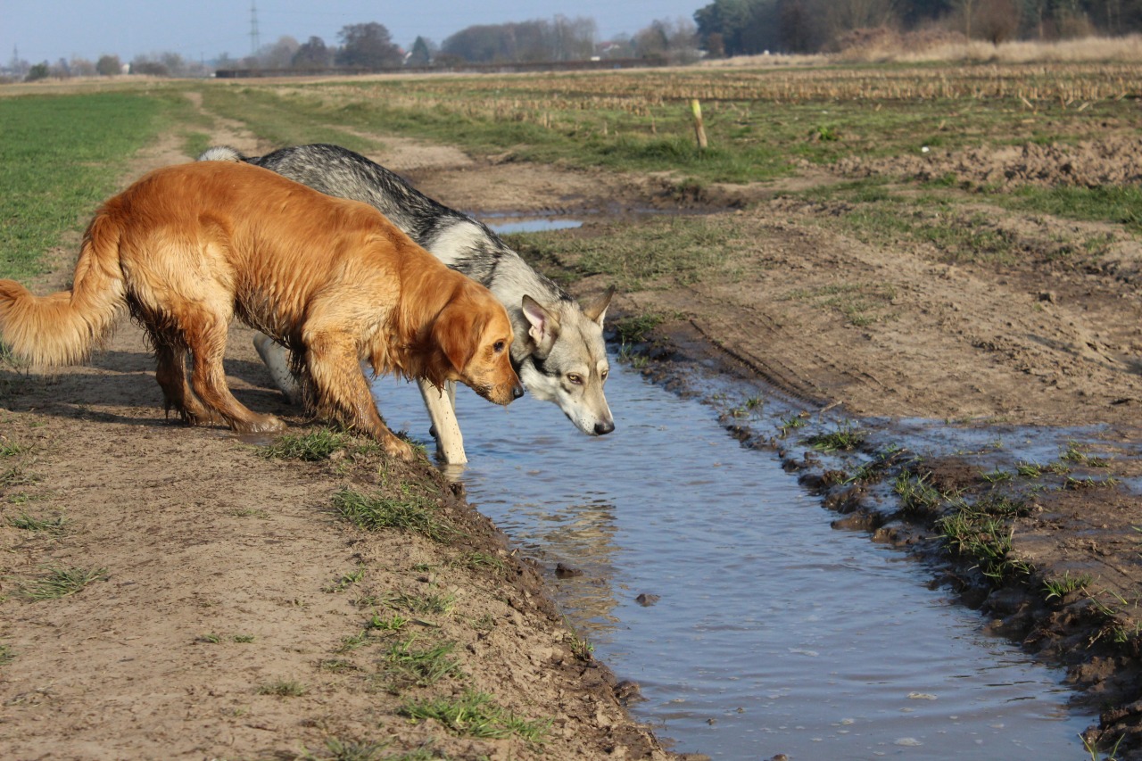 Askan und Mylo