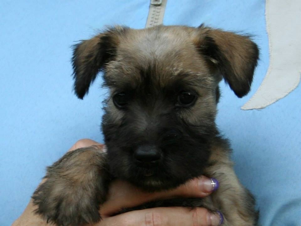 Jarvis - Irish soft coated wheaten Terrier