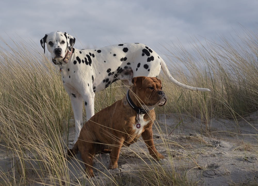 Zingst