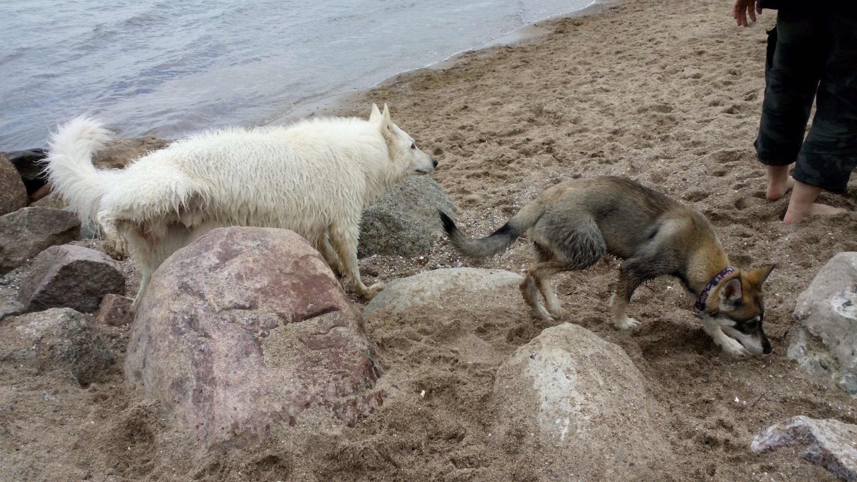 Yla wiedermal am Hundestrand