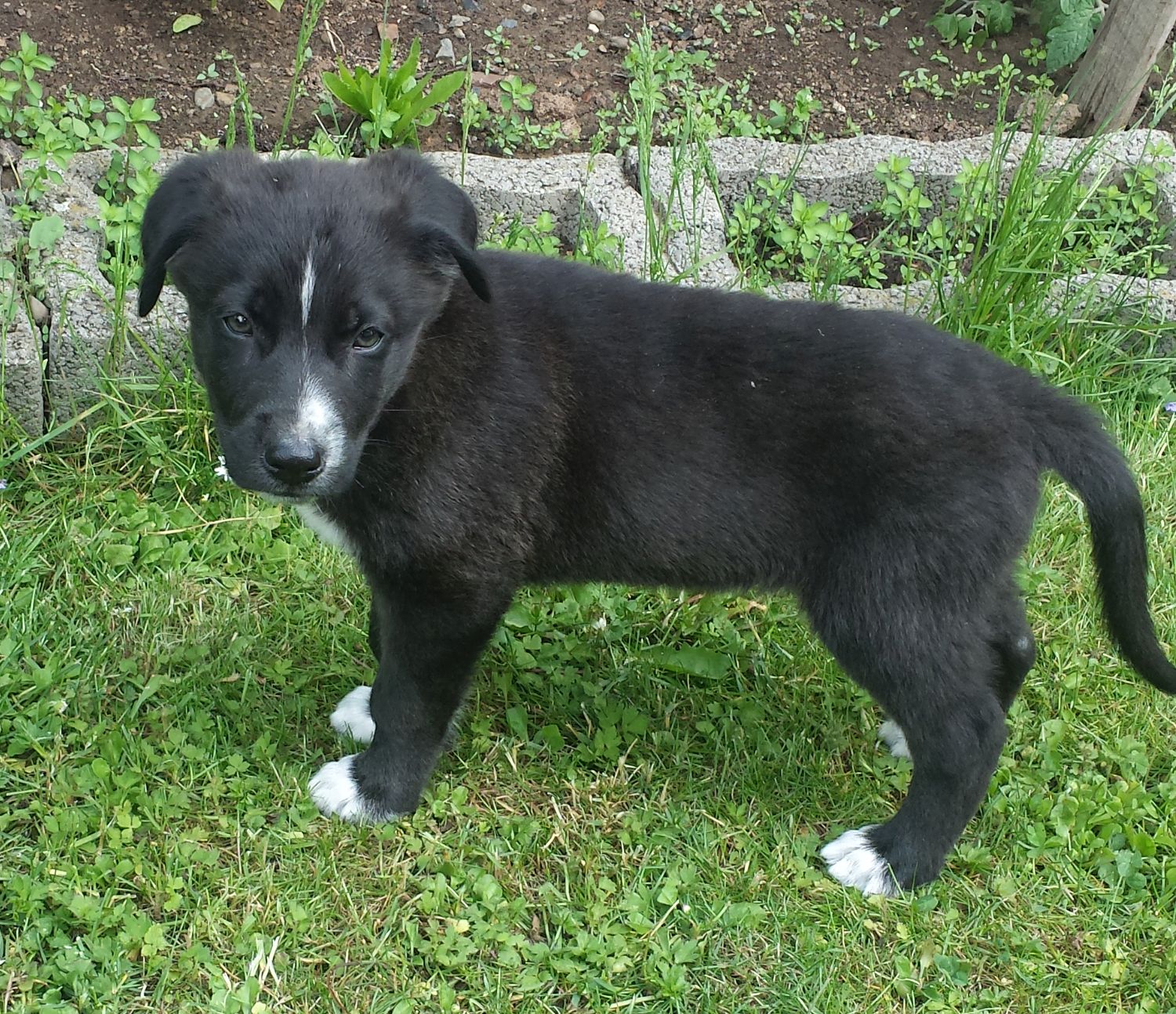 Lucky - Schäferhund Belgian Malinois mit Carpatin Mix