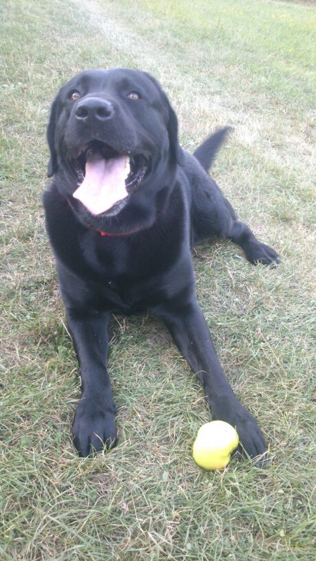 Cooper  auf dem Feld