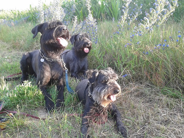 meine Schnauzis