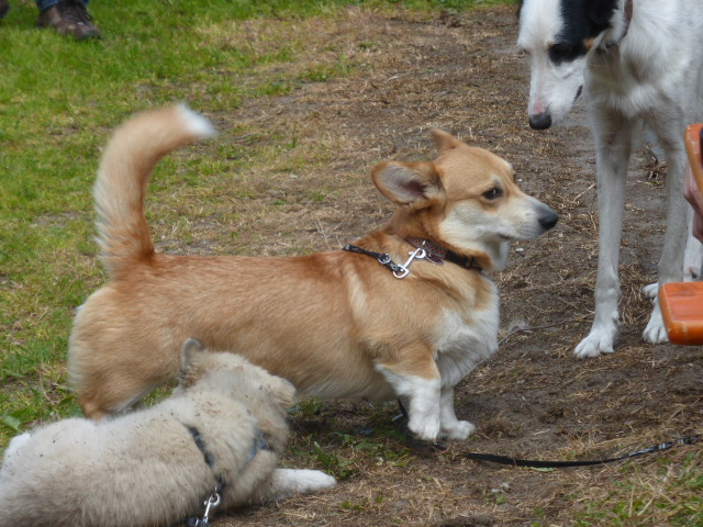 Corgis und Ehrencorgis