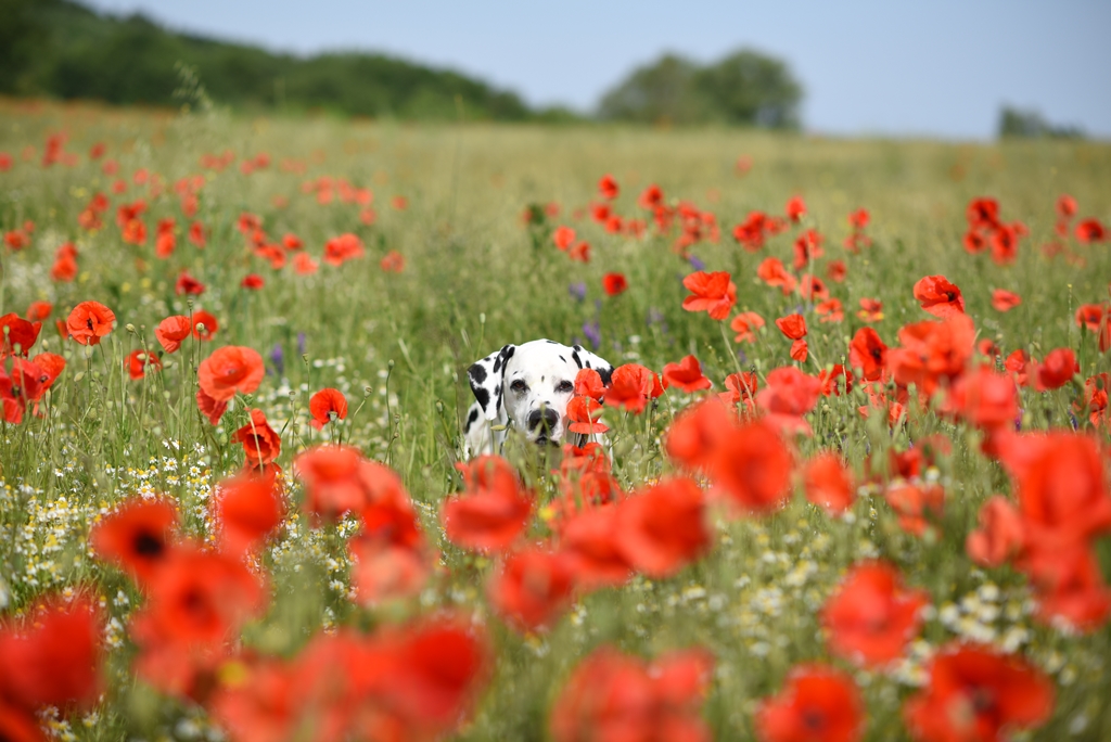 Paul im Mohn