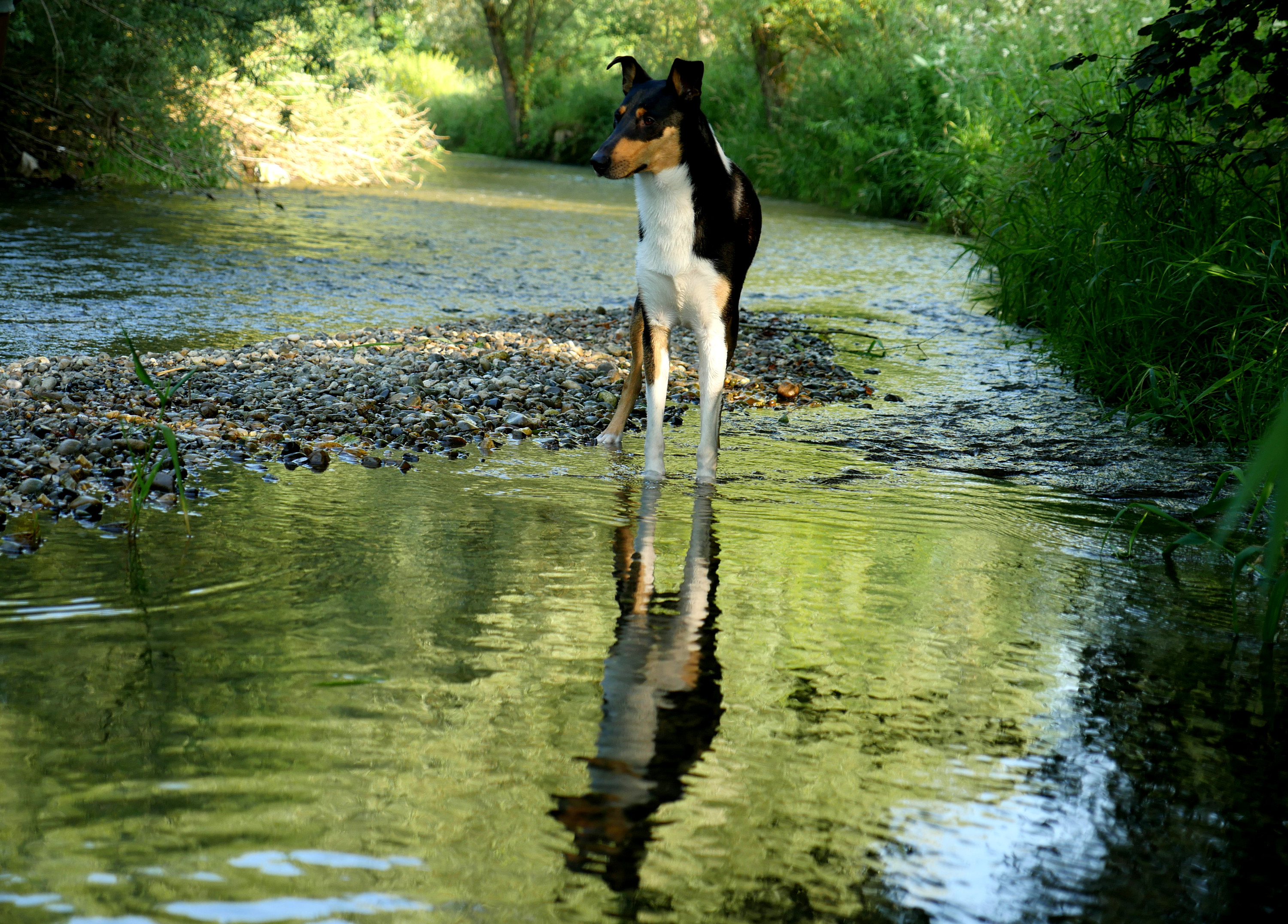 Wasserspiegelung