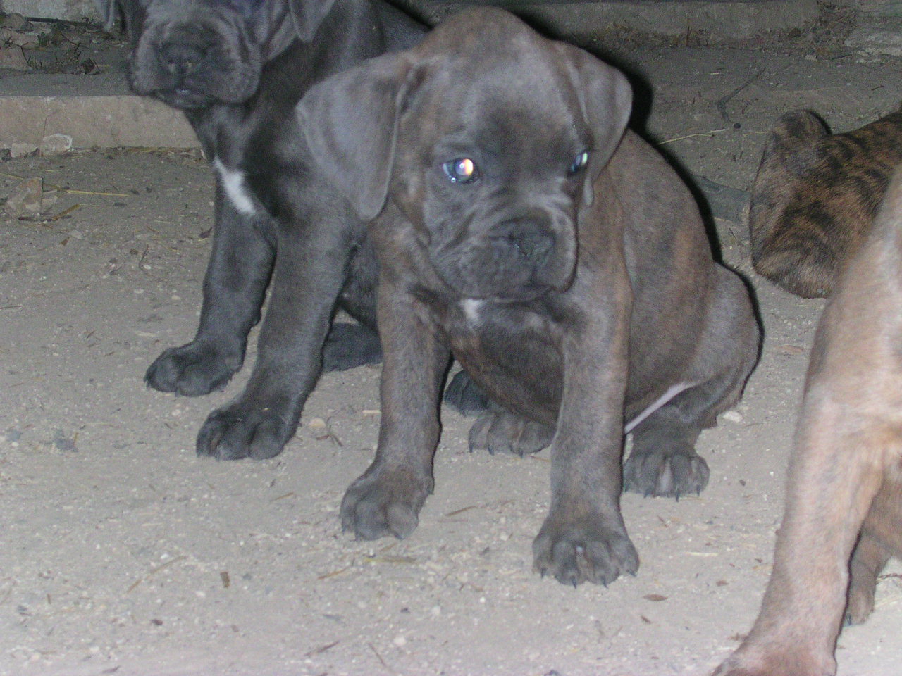 Graue Boxer