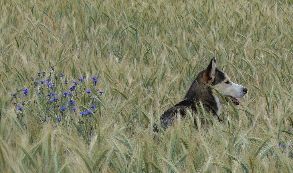 Oskar im Kornfeld