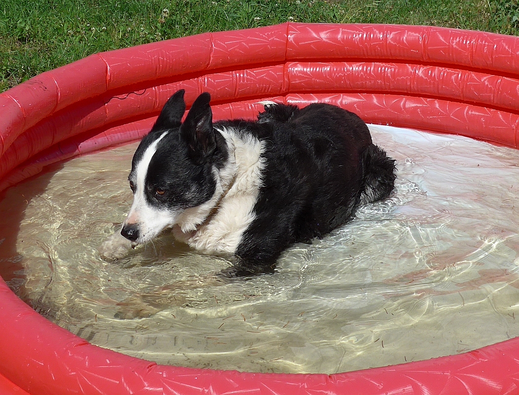 ... und im Sommer ein Bad im Pool.