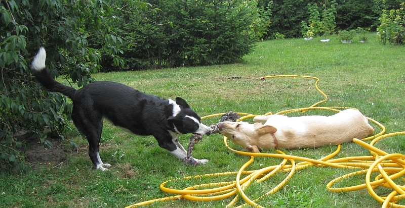 Luna zergelt mit Betsey