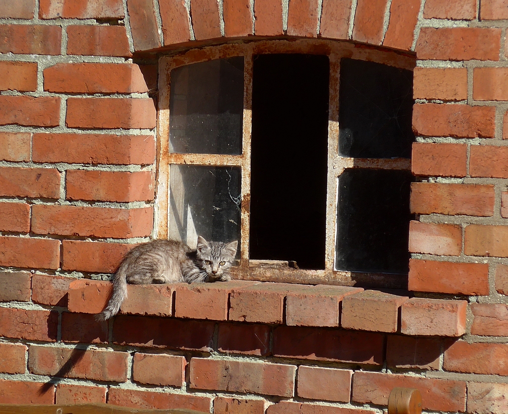 Katze genießt die Herbstsonne