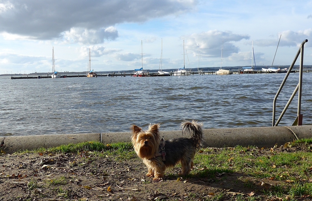 Am Hundestrand