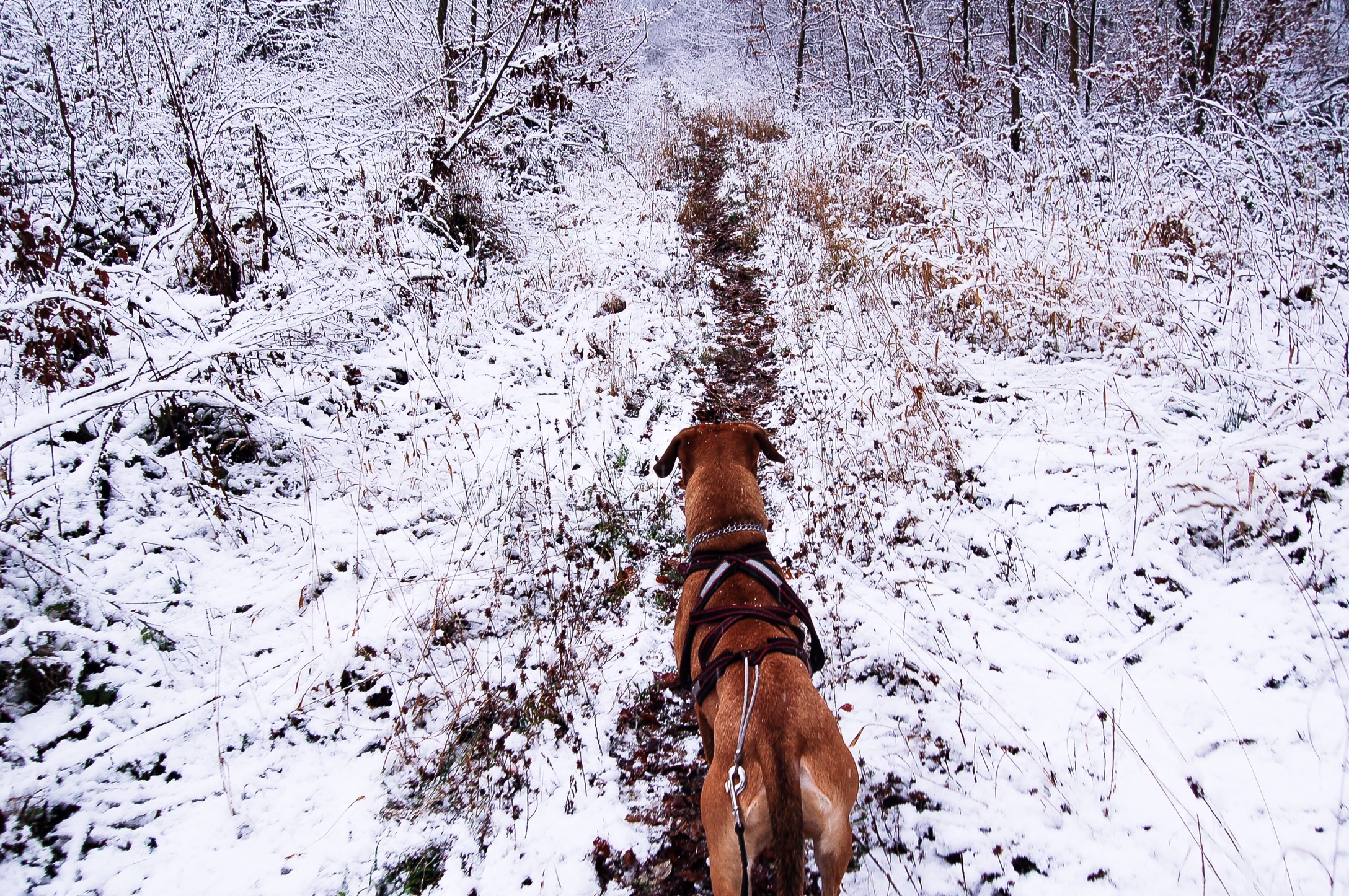 Wandern Thale 21.11.15