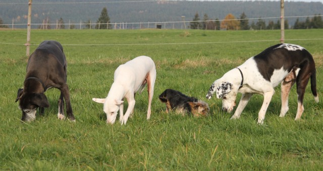 Die Hunde der Wild-Bunch-Ranch