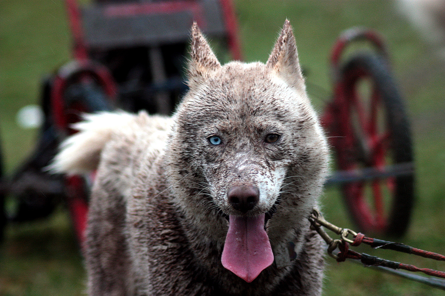 Koda nach dem Lauf in Reisenbach