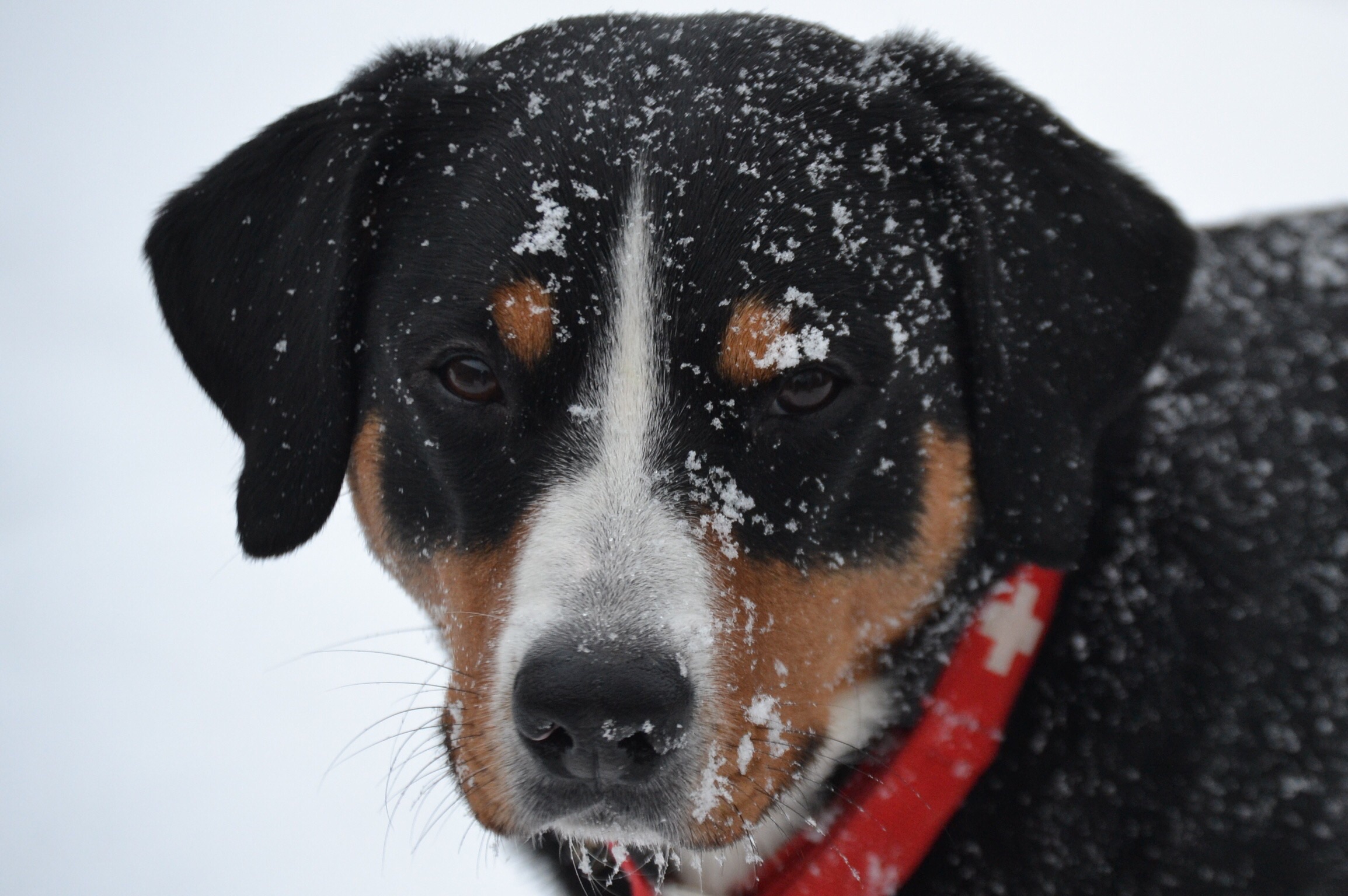 Ben im Schnee