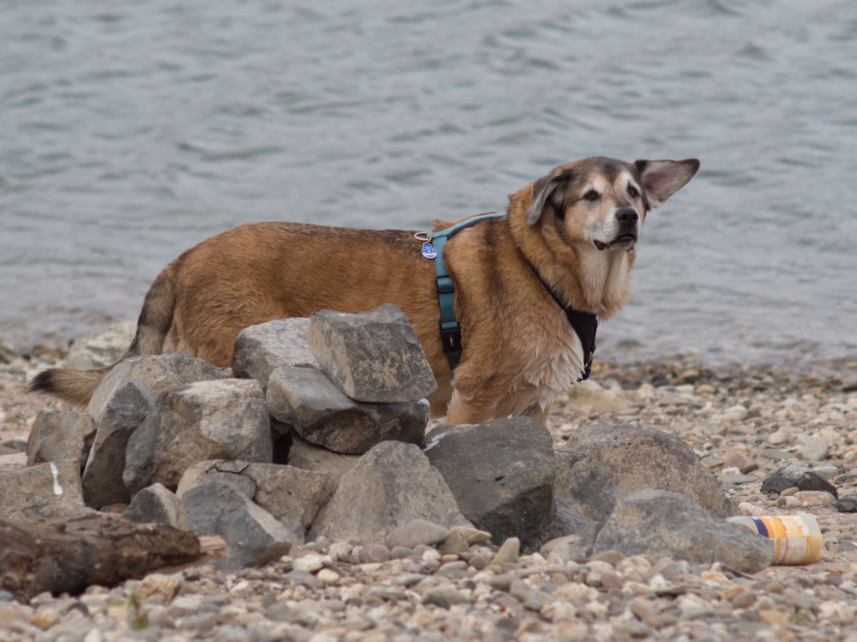 Sammi am Rhein