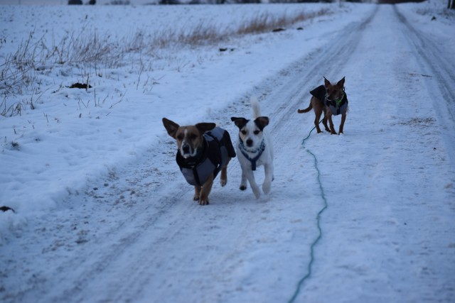 Gassi im Winter mit zwei Frostbeulen