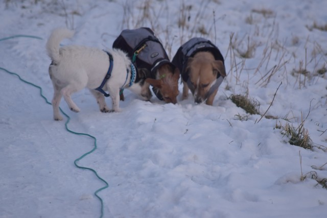 Gassi im Winter mit zwei Frostbeulen