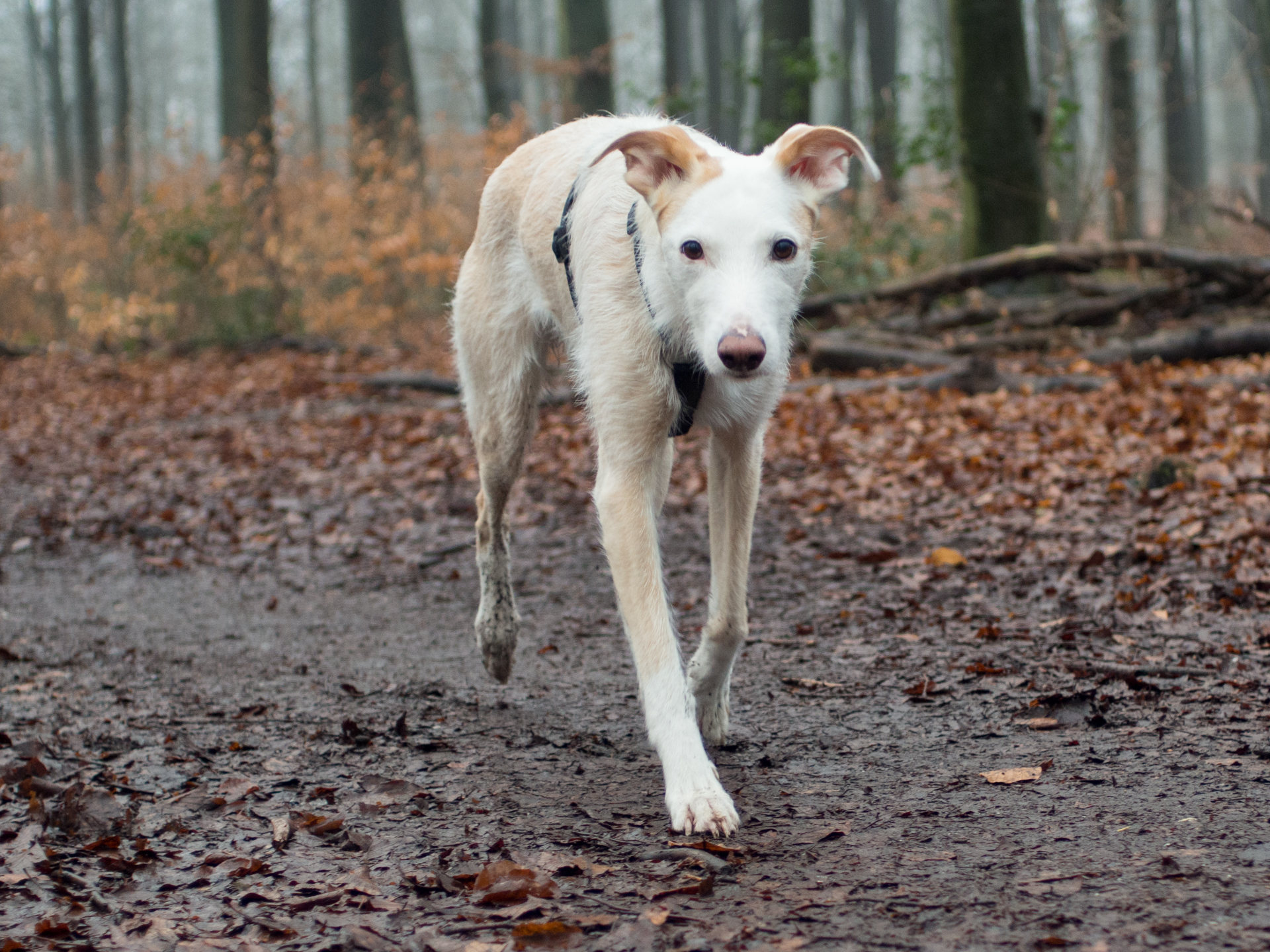 Heute im Wald