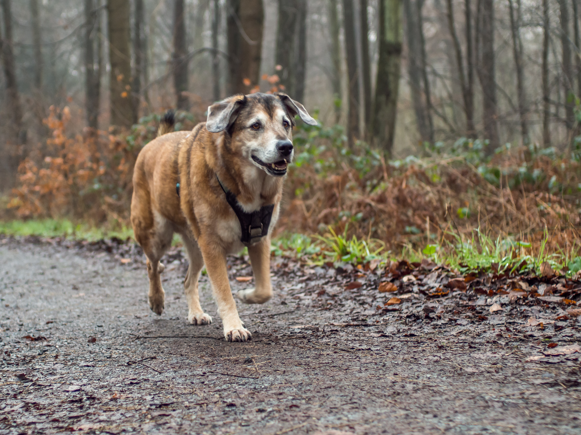 Heute im Wald