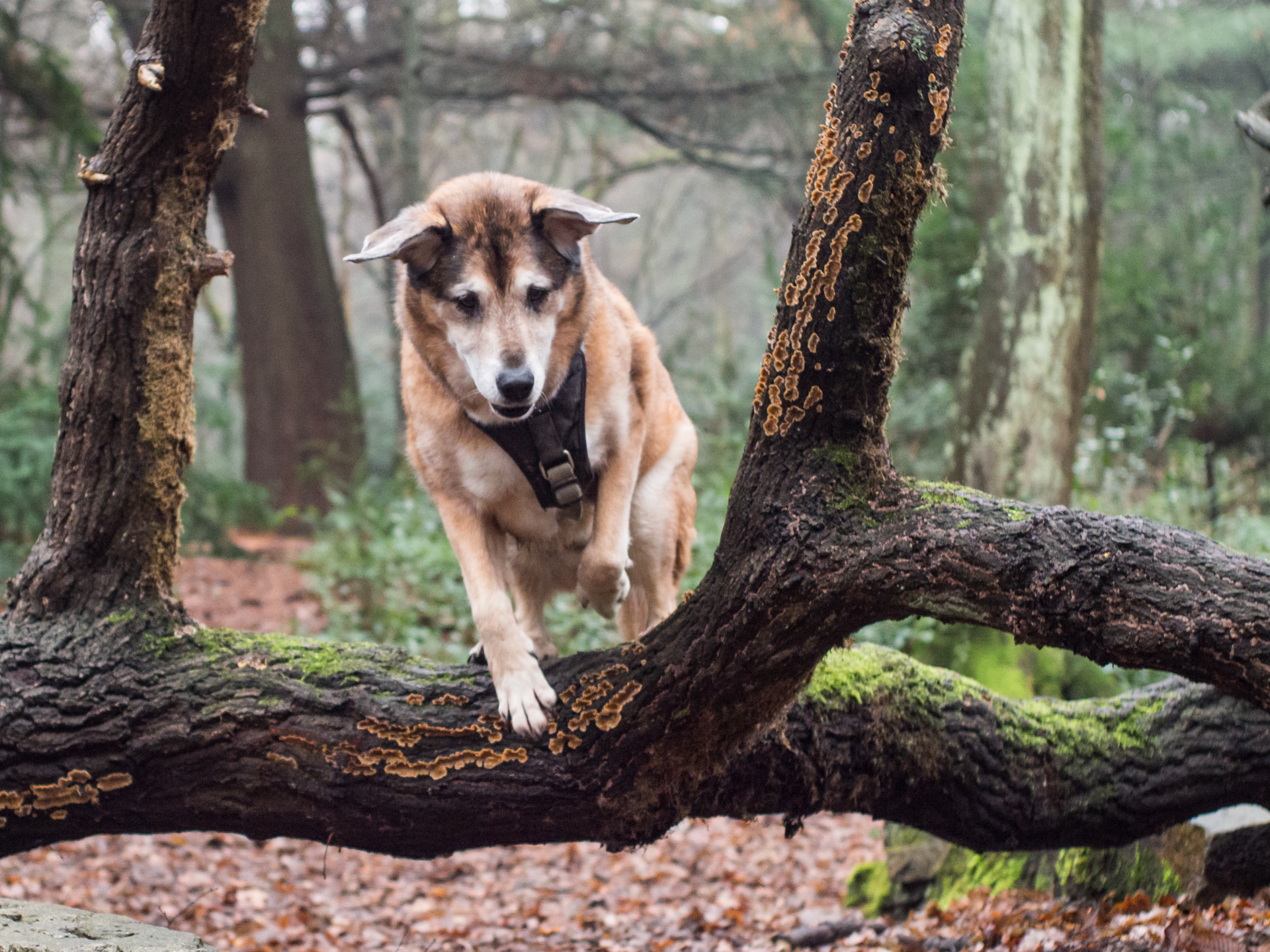 Heute im Wald