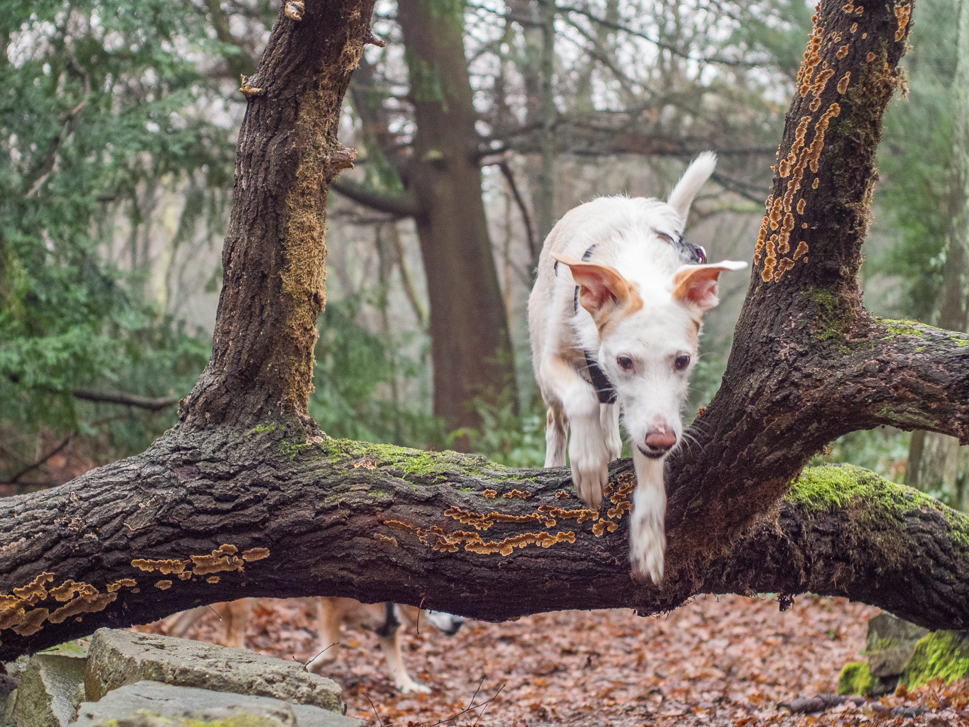 Heute im Wald