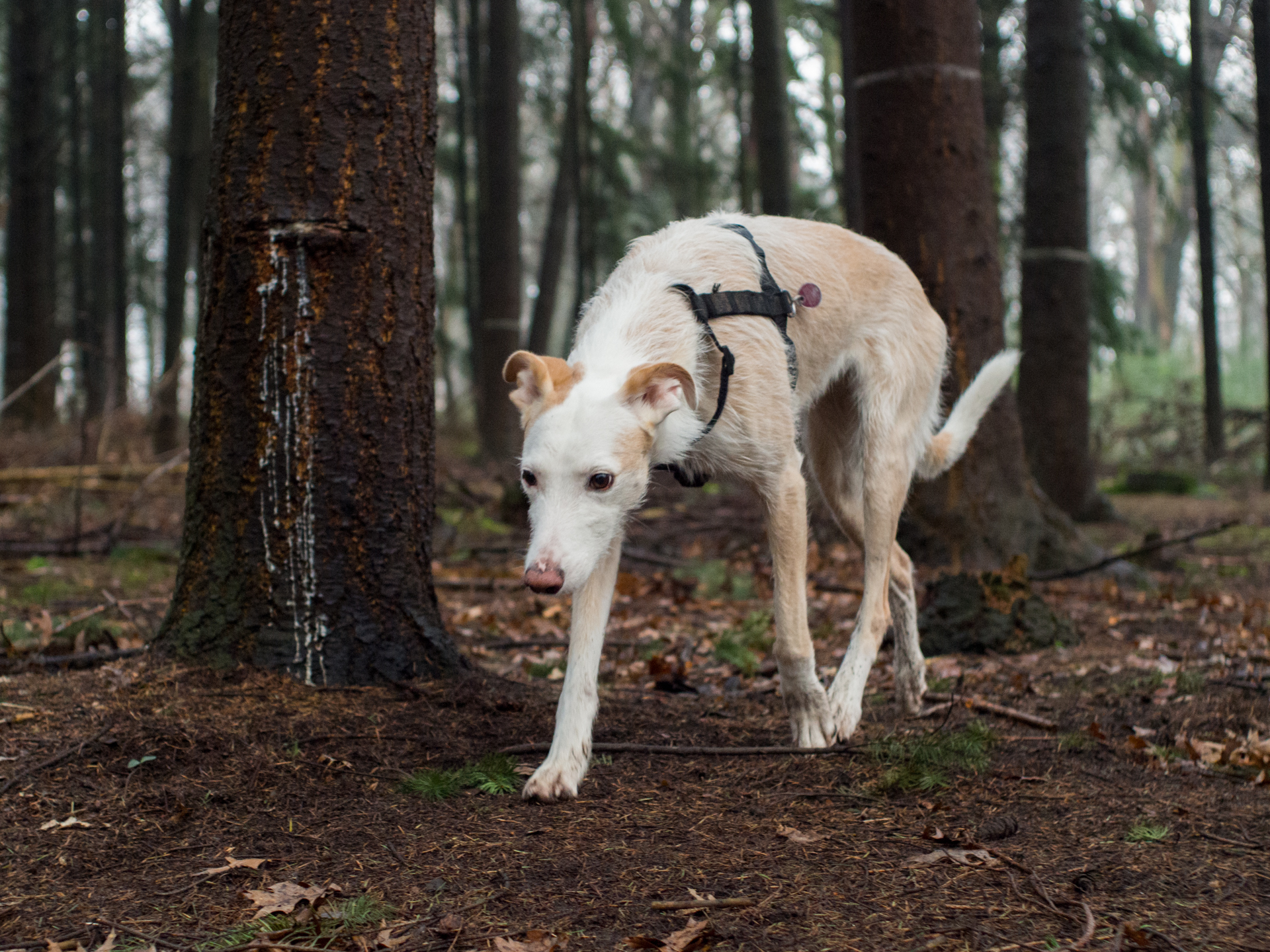 Heute im Wald