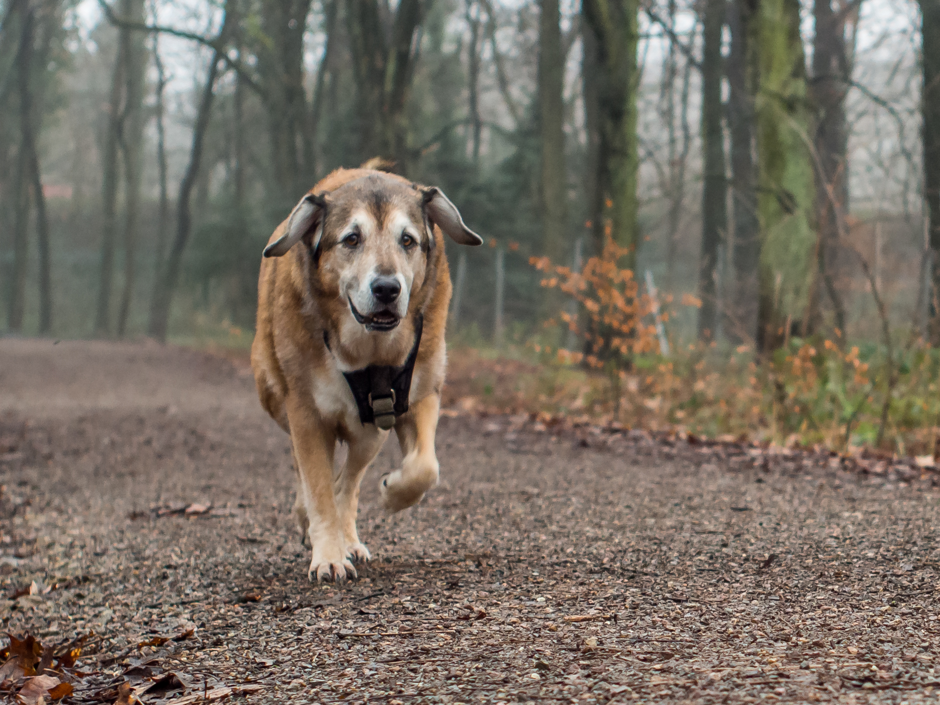 Heute im Wald