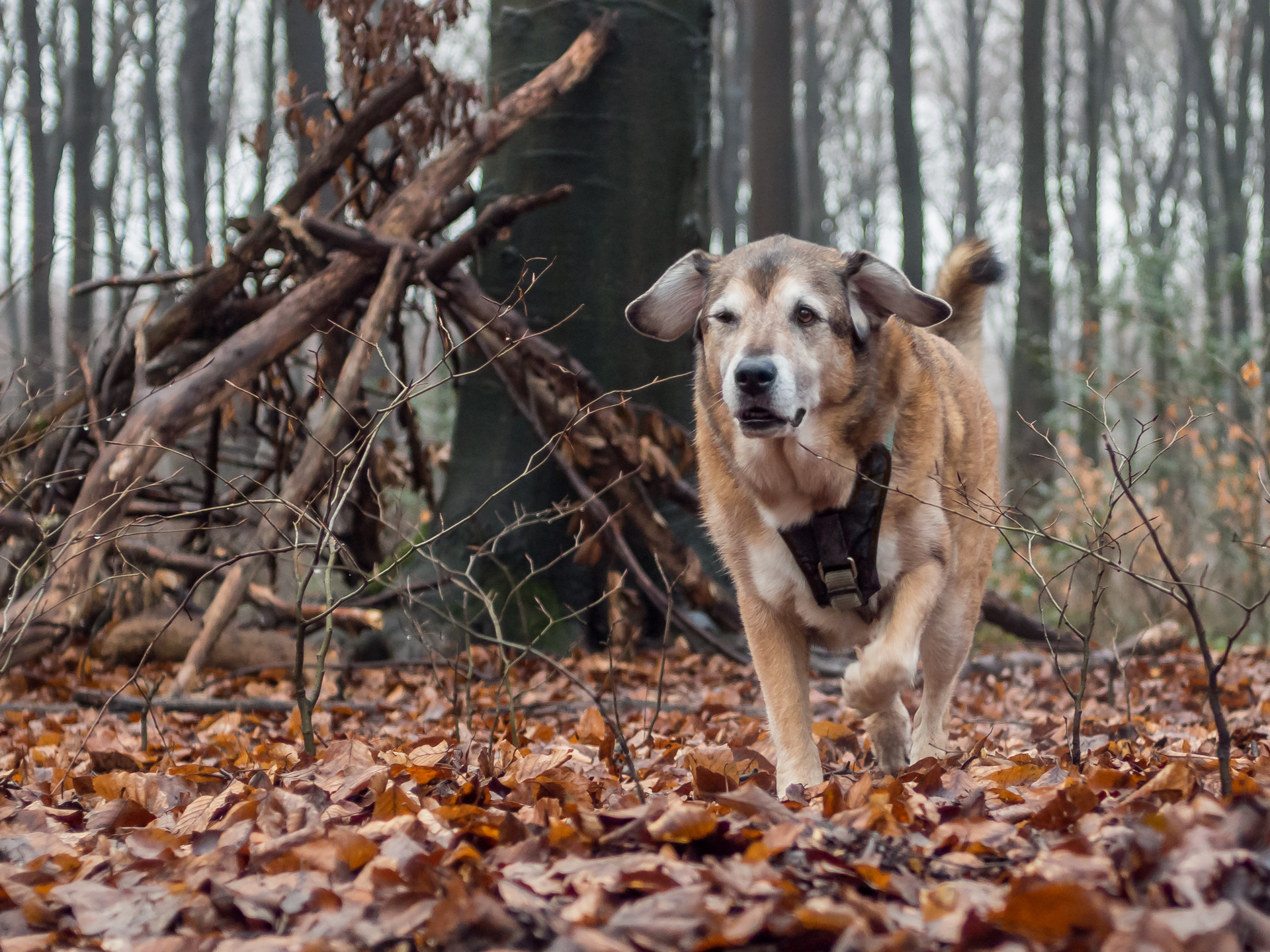 Heute im Wald