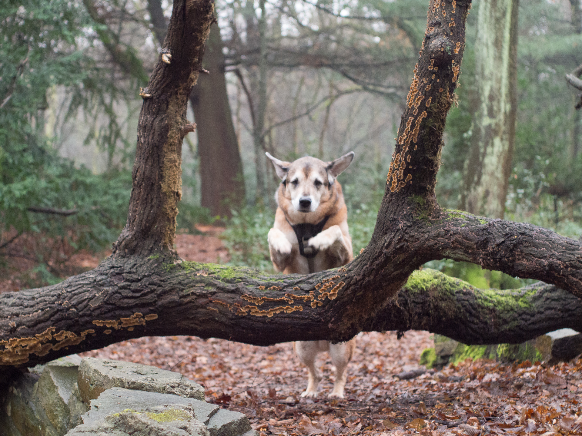 Heute im Wald