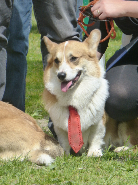 Corgitreffen, Lordi der Corgi von Welt trägt Schlips