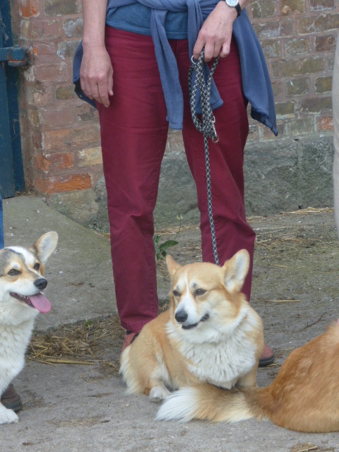 Ginny und Hermann Corgitreffen 2016