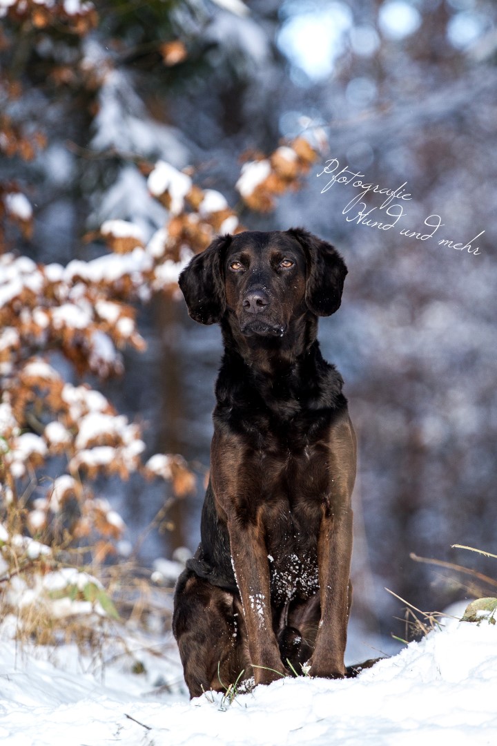 Kalle im Schnee