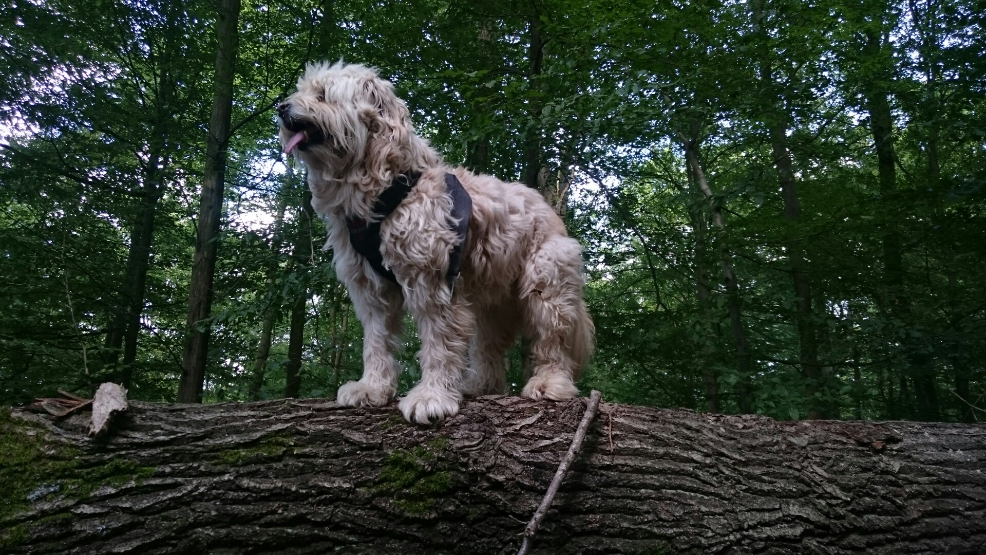 Der Baumstammerklimmer 1