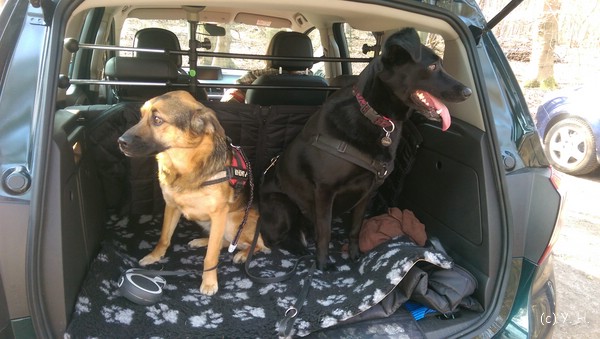 Hunde im Opel Meriva B