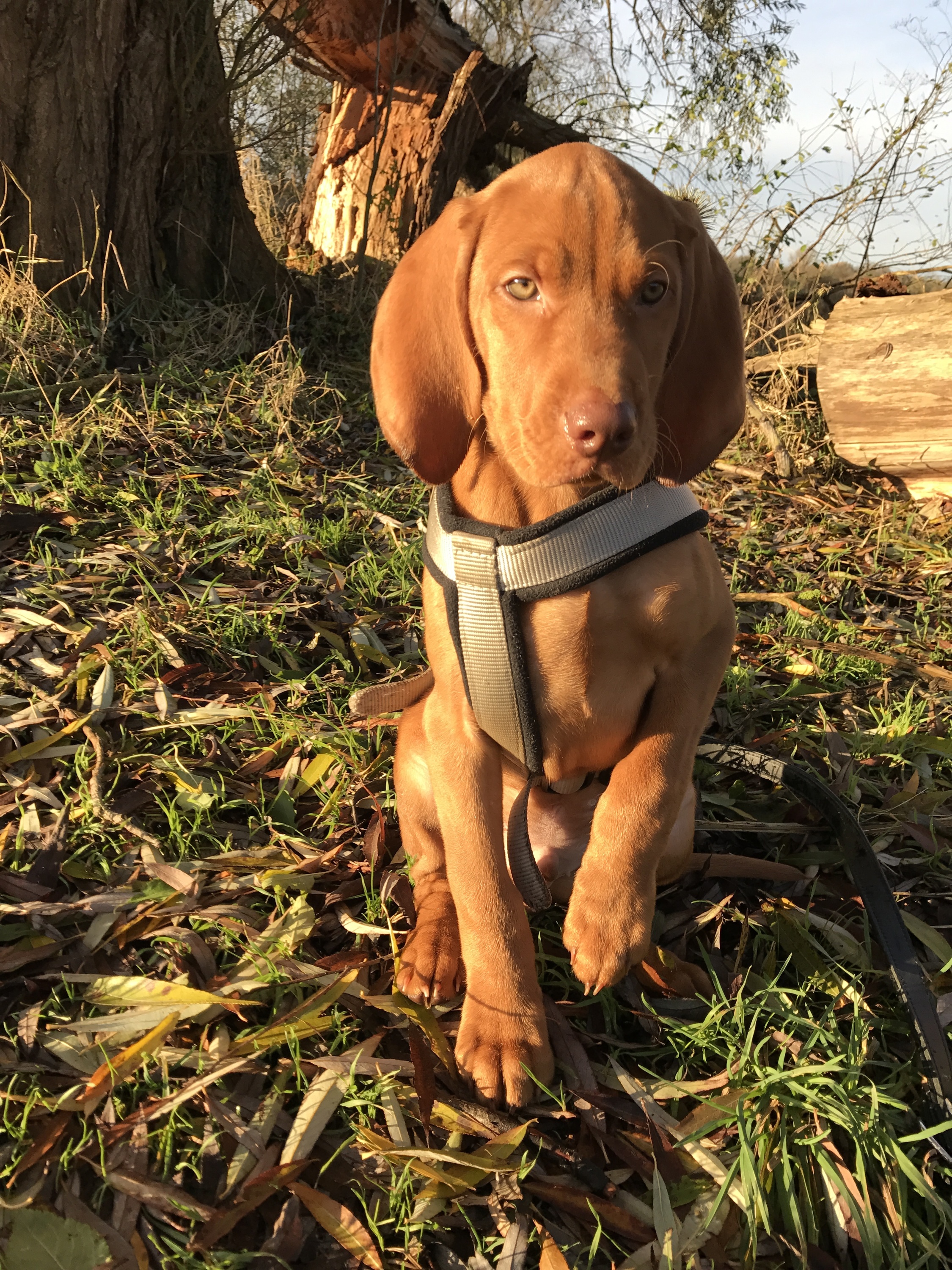 Vorstehehund "früh übt sich"