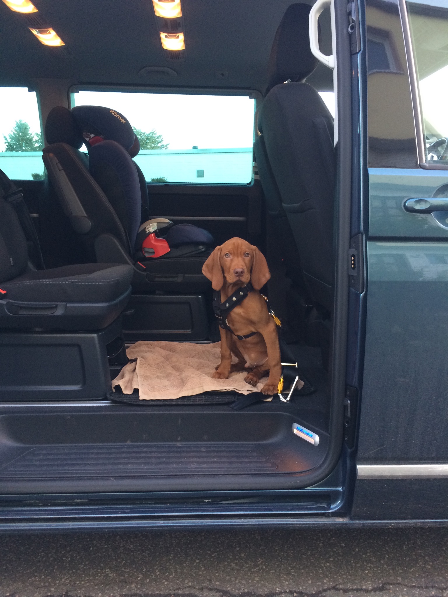 Lasse in seiner "Transportbox"