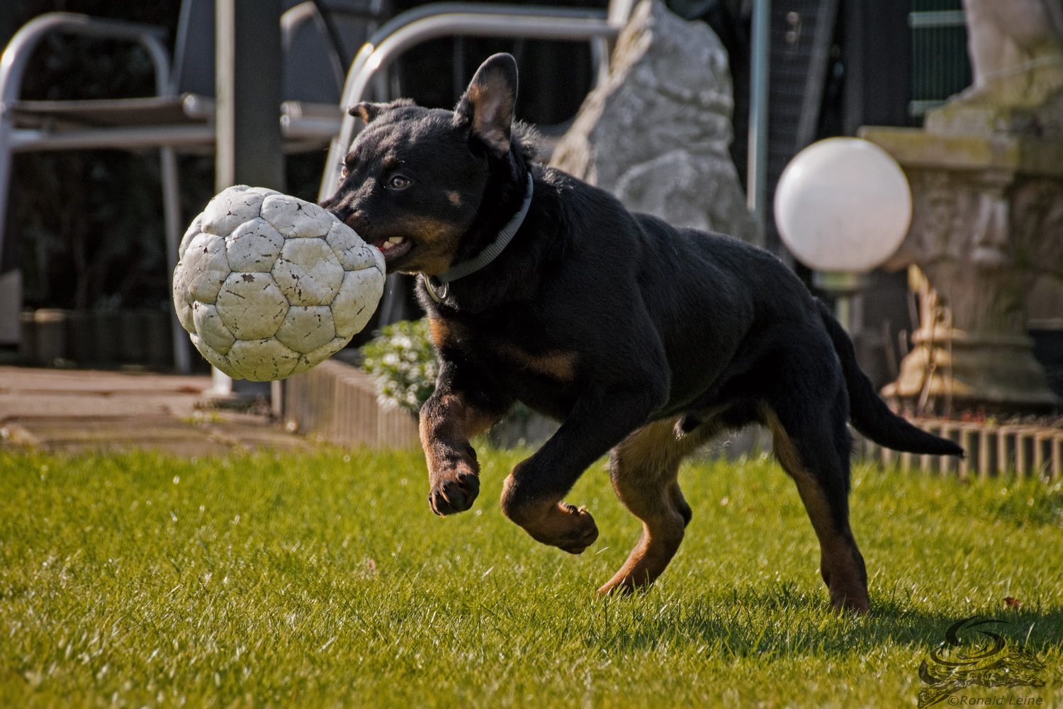 Ball von seinem Vorgänger gefunden und erbeutet