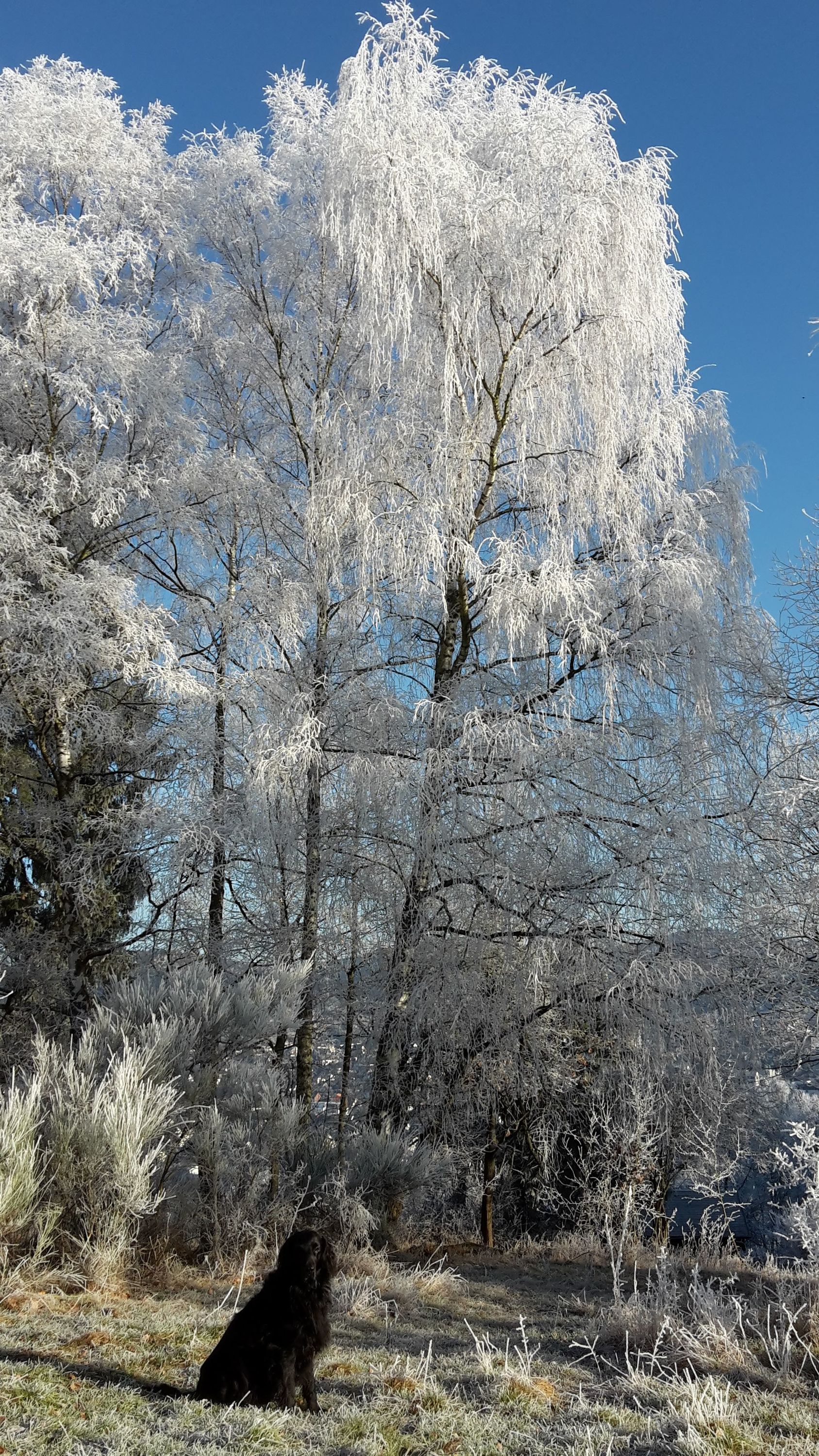 Blue an einem wunderschönen Wintertag.