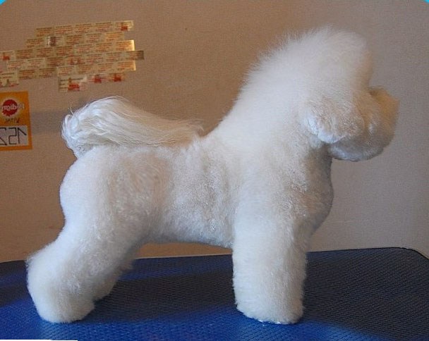 Bichon Frise