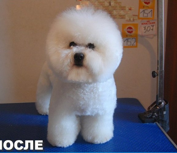 Bichon Frise