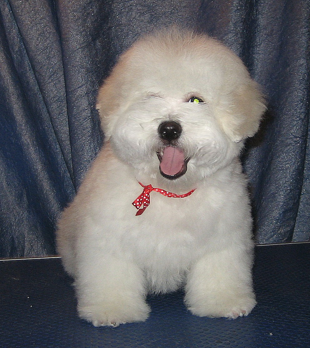 puppy Bichon Frise