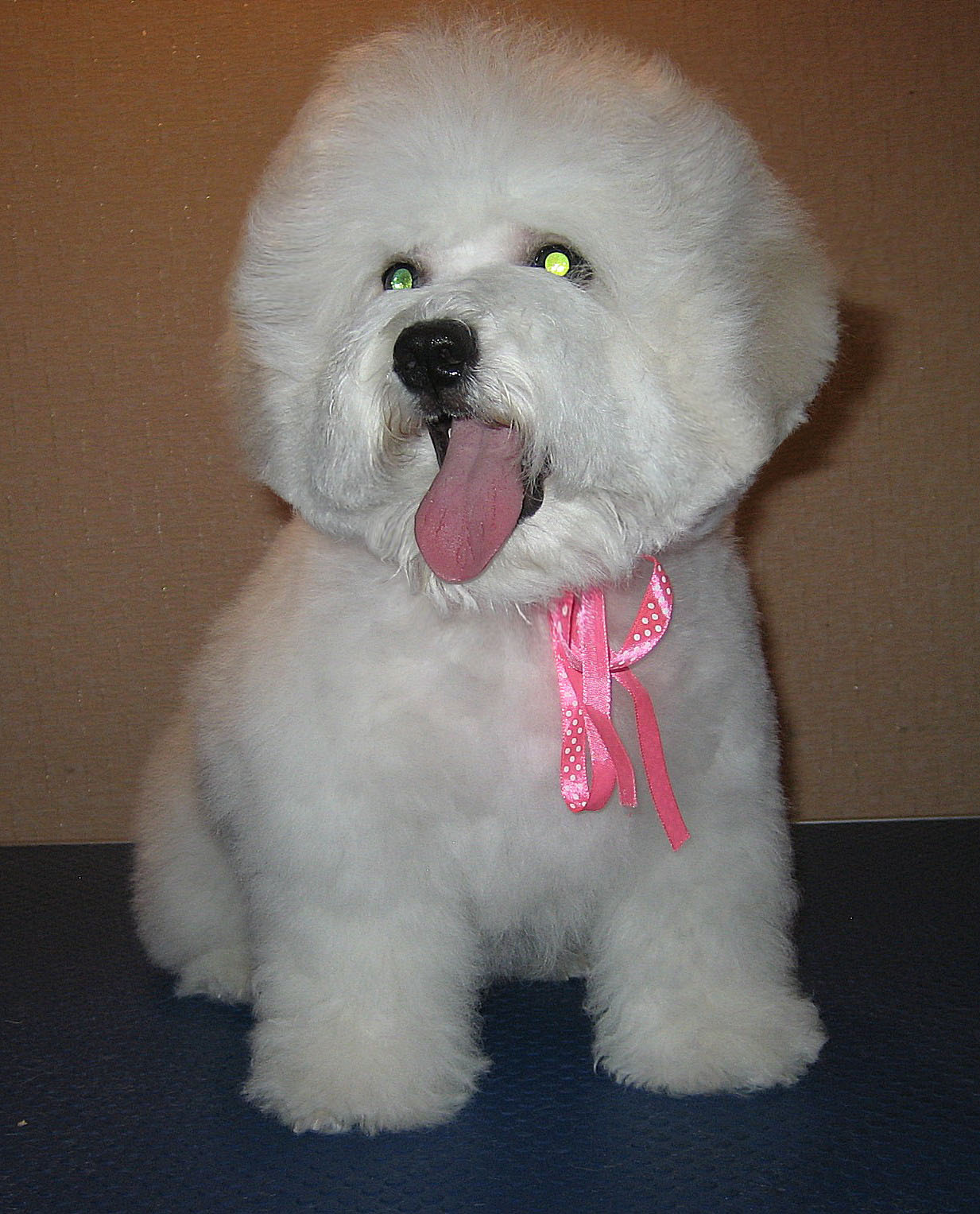 puppy Bichon Frise