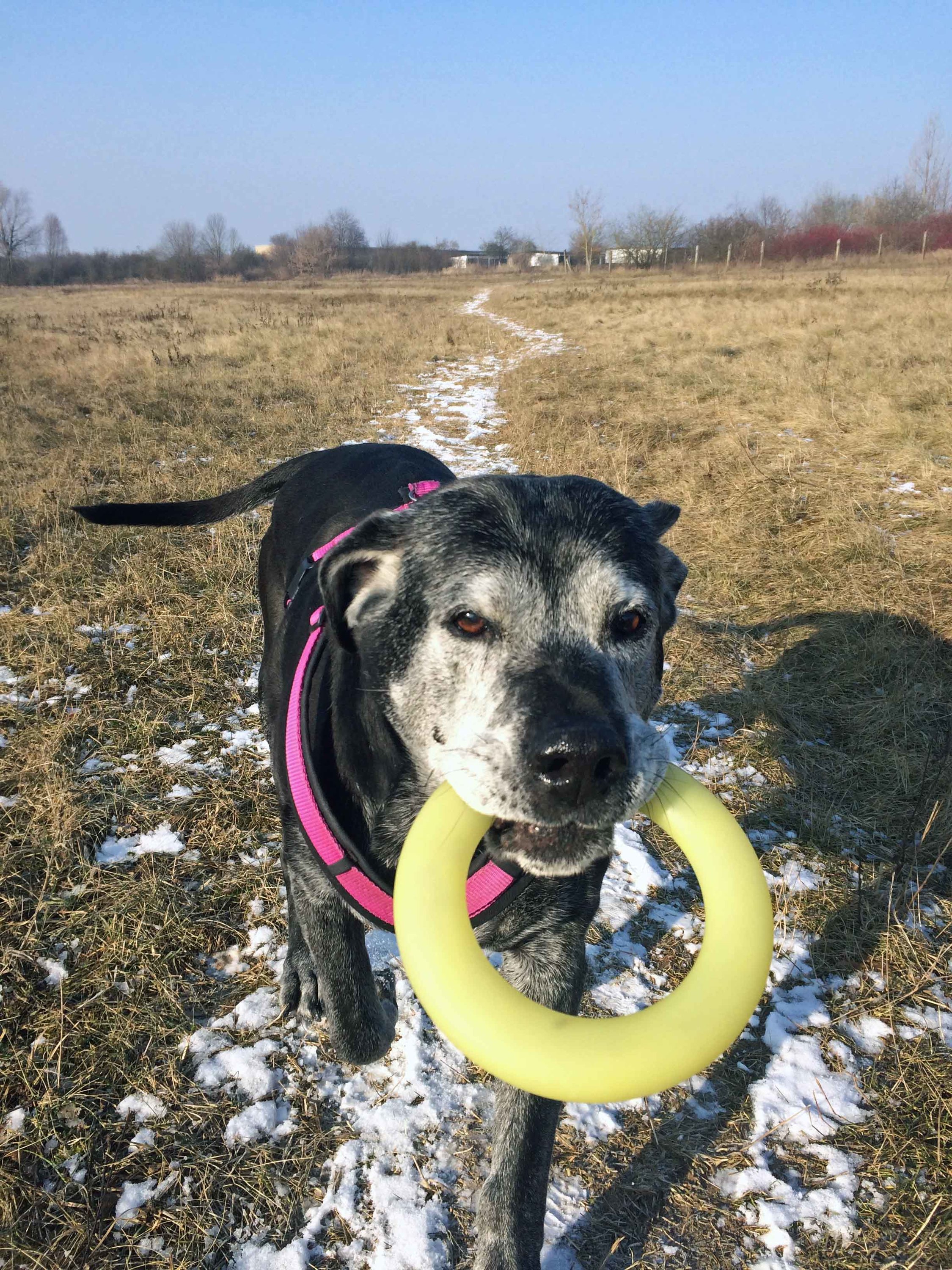 Maja (am 07.02.  14 Jahre geworden)